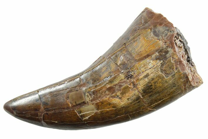 Beastly, Serrated Tyrannosaurus (T rex) Tooth - Montana #355472
